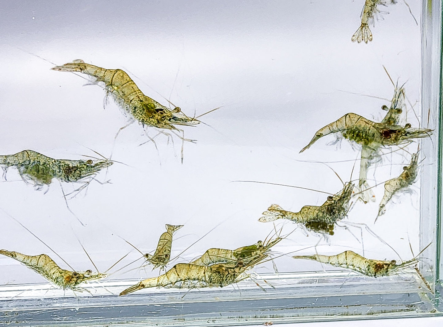 Freshwater Grass Shrimp
