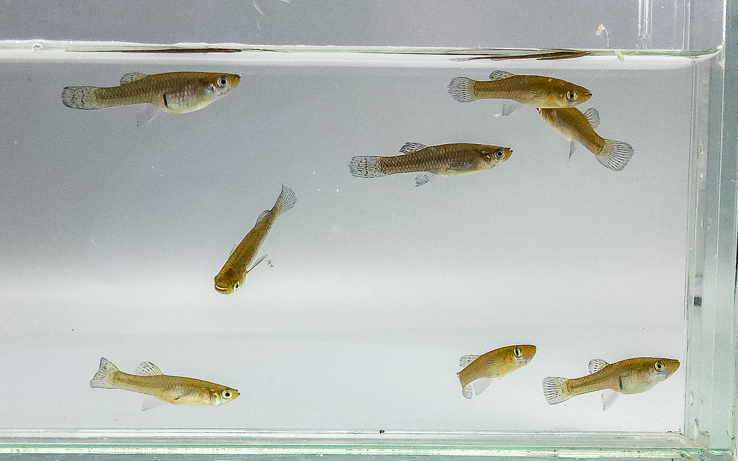 Mosquitofish