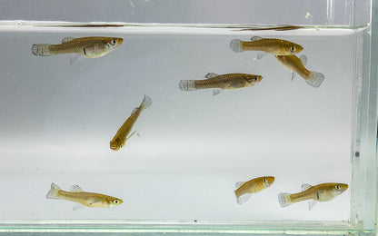 Mosquitofish