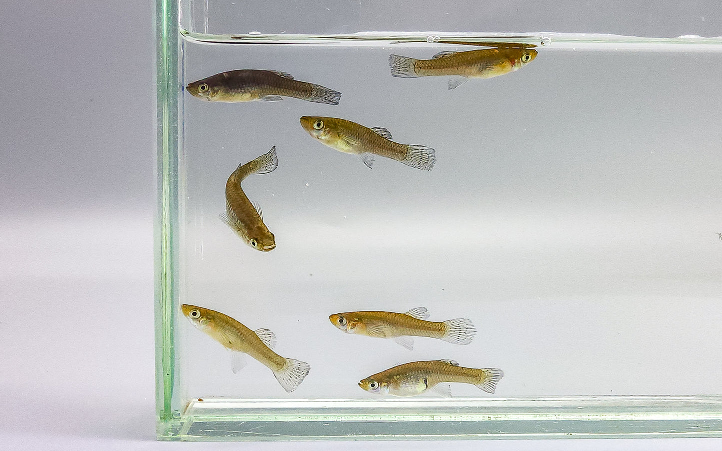 Mosquitofish