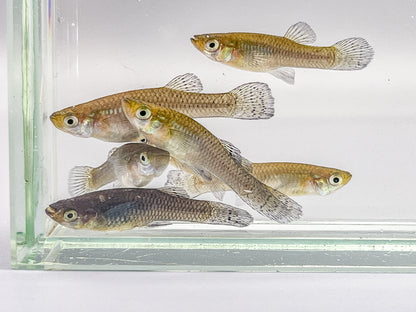 Mosquitofish