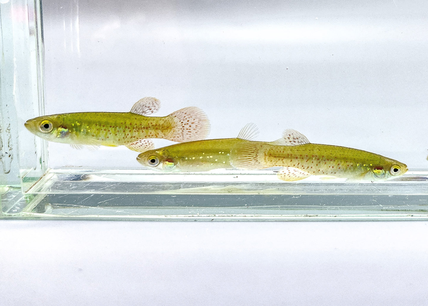 Golden Topminnow