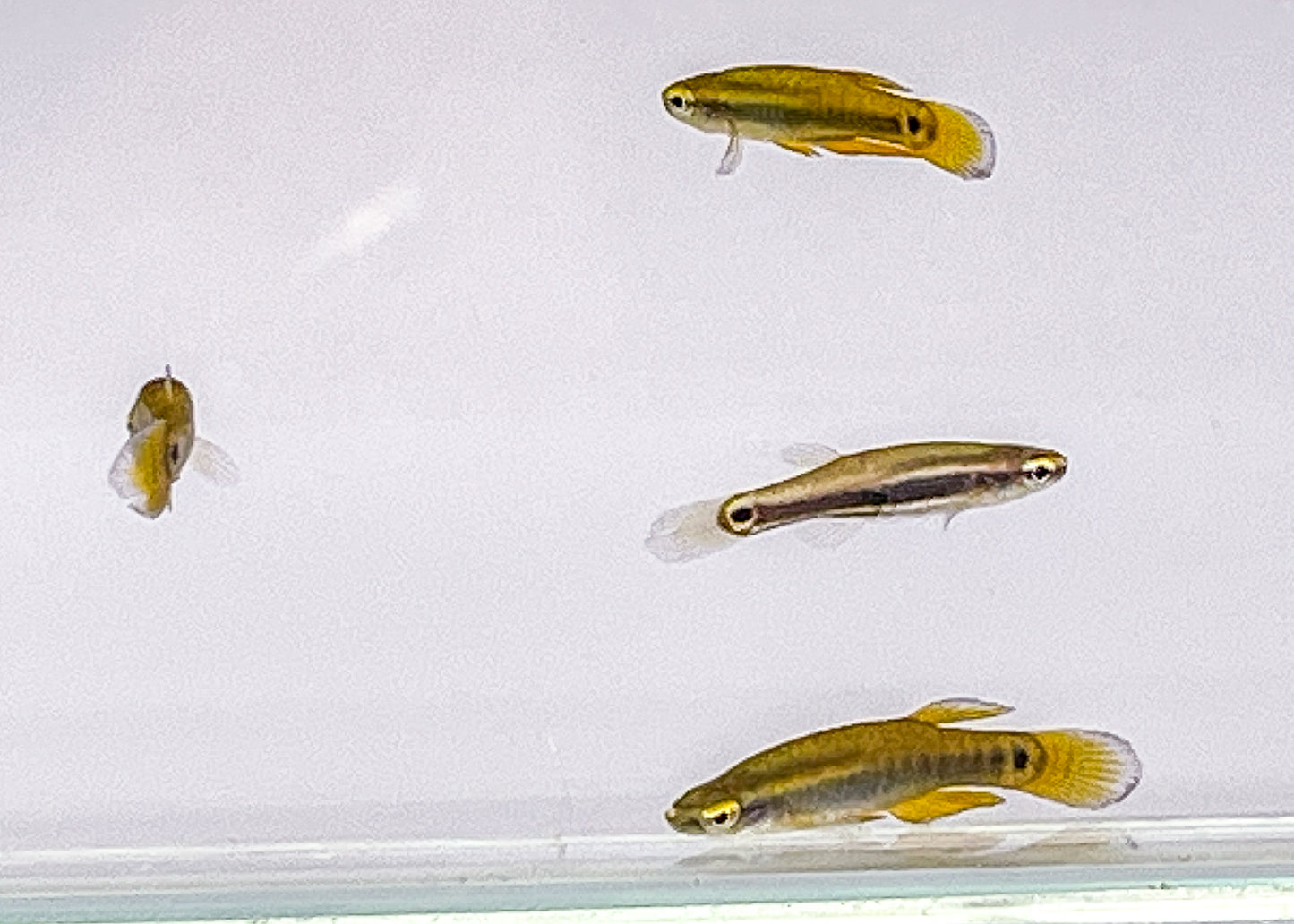 10 Pygmy Killifish