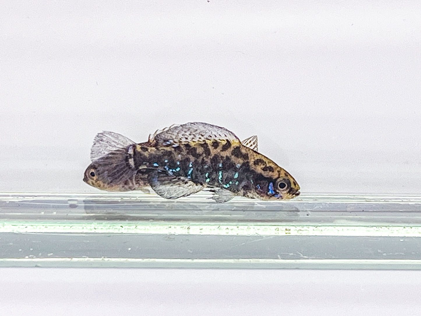 Everglades Pygmy Sunfish pair