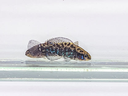 Everglades Pygmy Sunfish pair