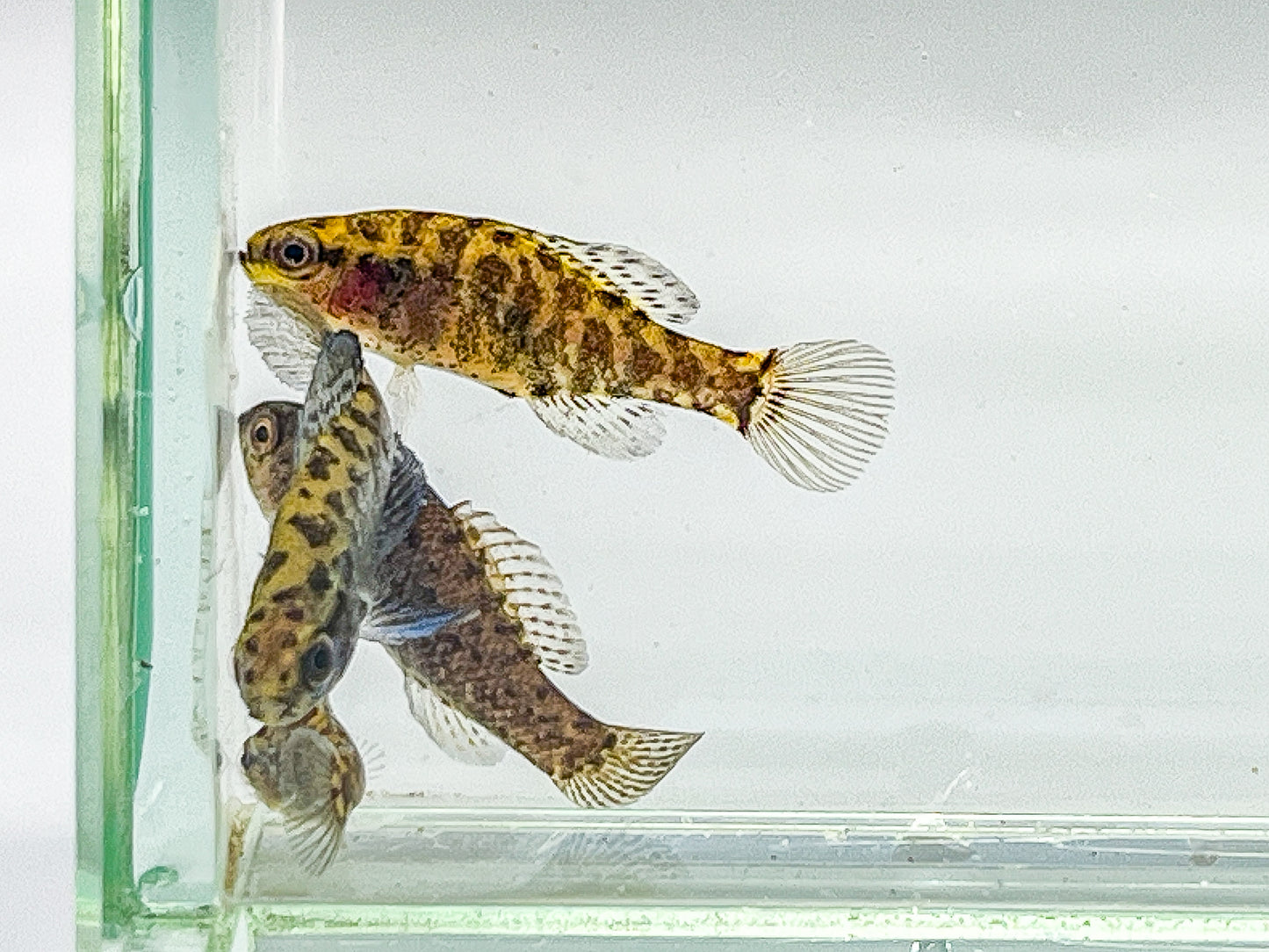 Everglades Pygmy Sunfish pair