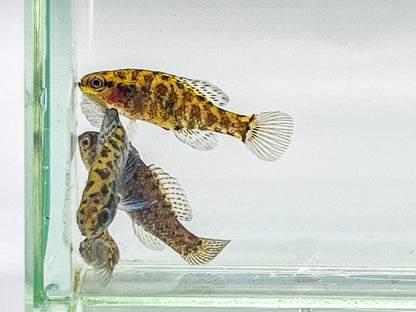 Everglades Pygmy Sunfish pair
