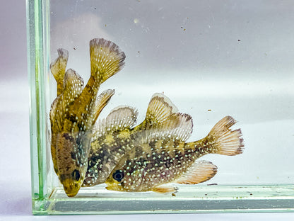 Blue Spotted Sunfish