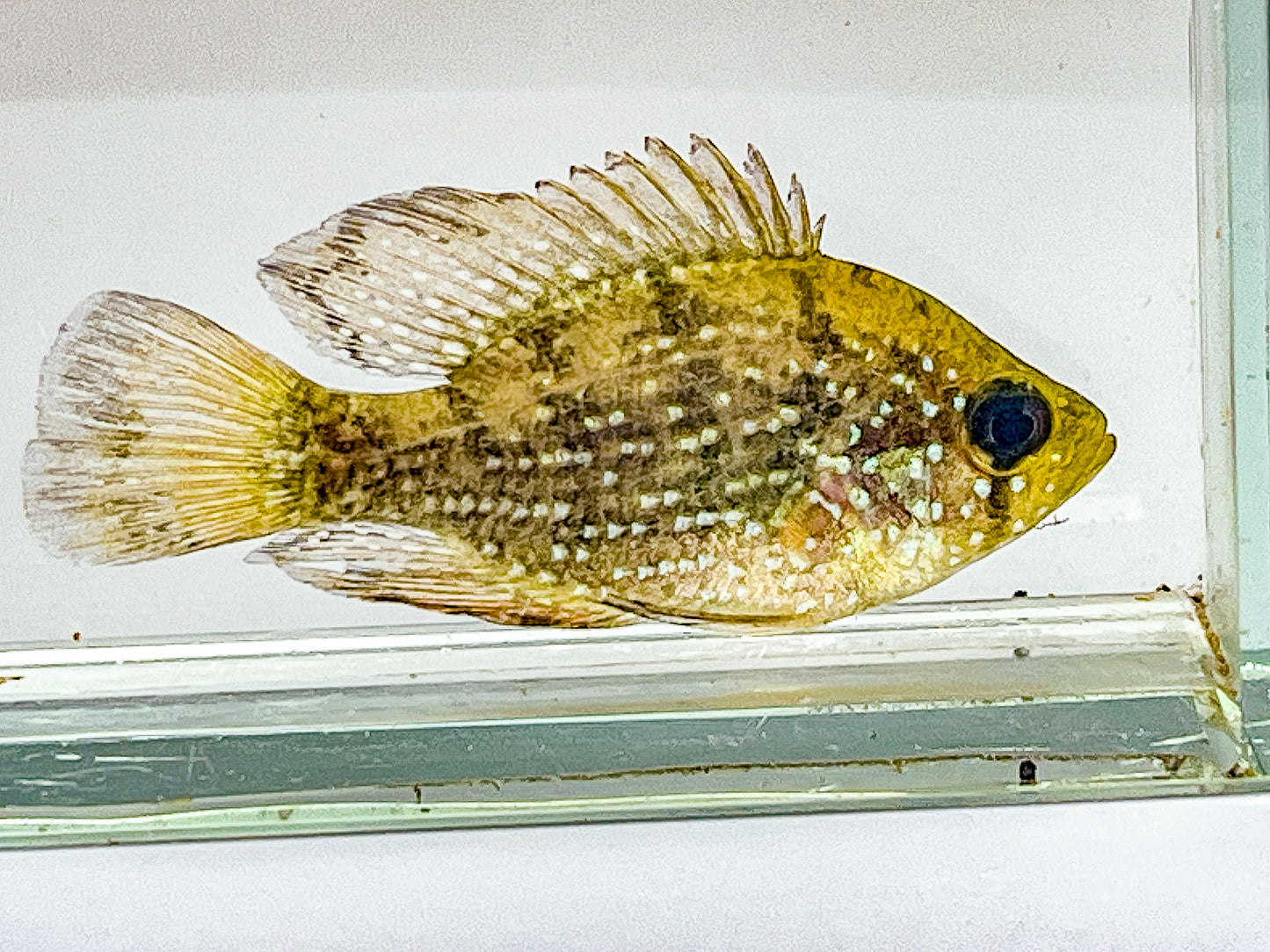Blue Spotted sunfish