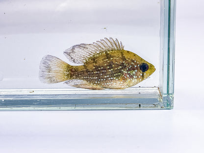 Blue Spotted Sunfish