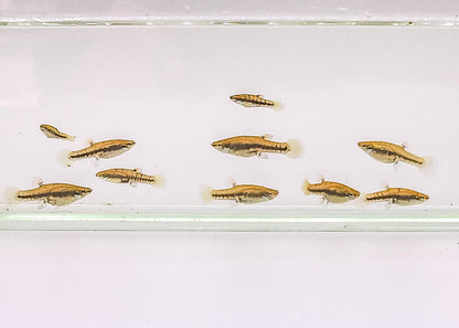Least killifish