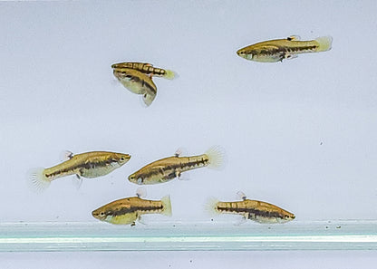 Least killifish