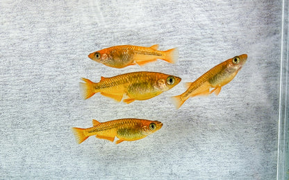Lecris Medaka (Oryzias latipes – Dark Metallic Morph)