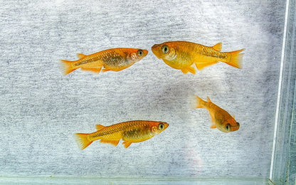 Lecris Medaka (Oryzias latipes – Dark Metallic Morph)