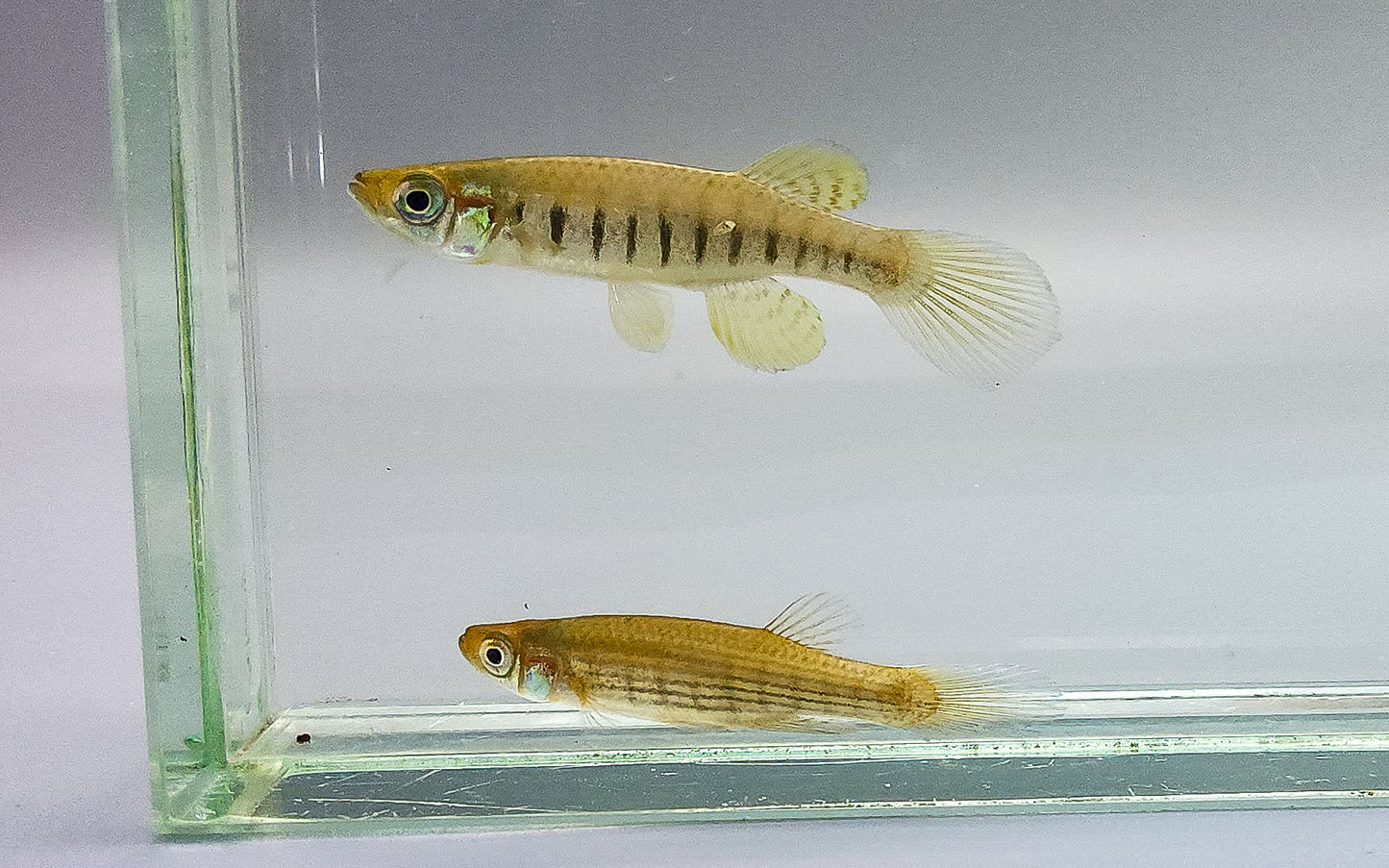 Lined Topminnow breeder pair