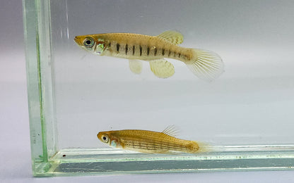 Lined Topminnow breeder pair
