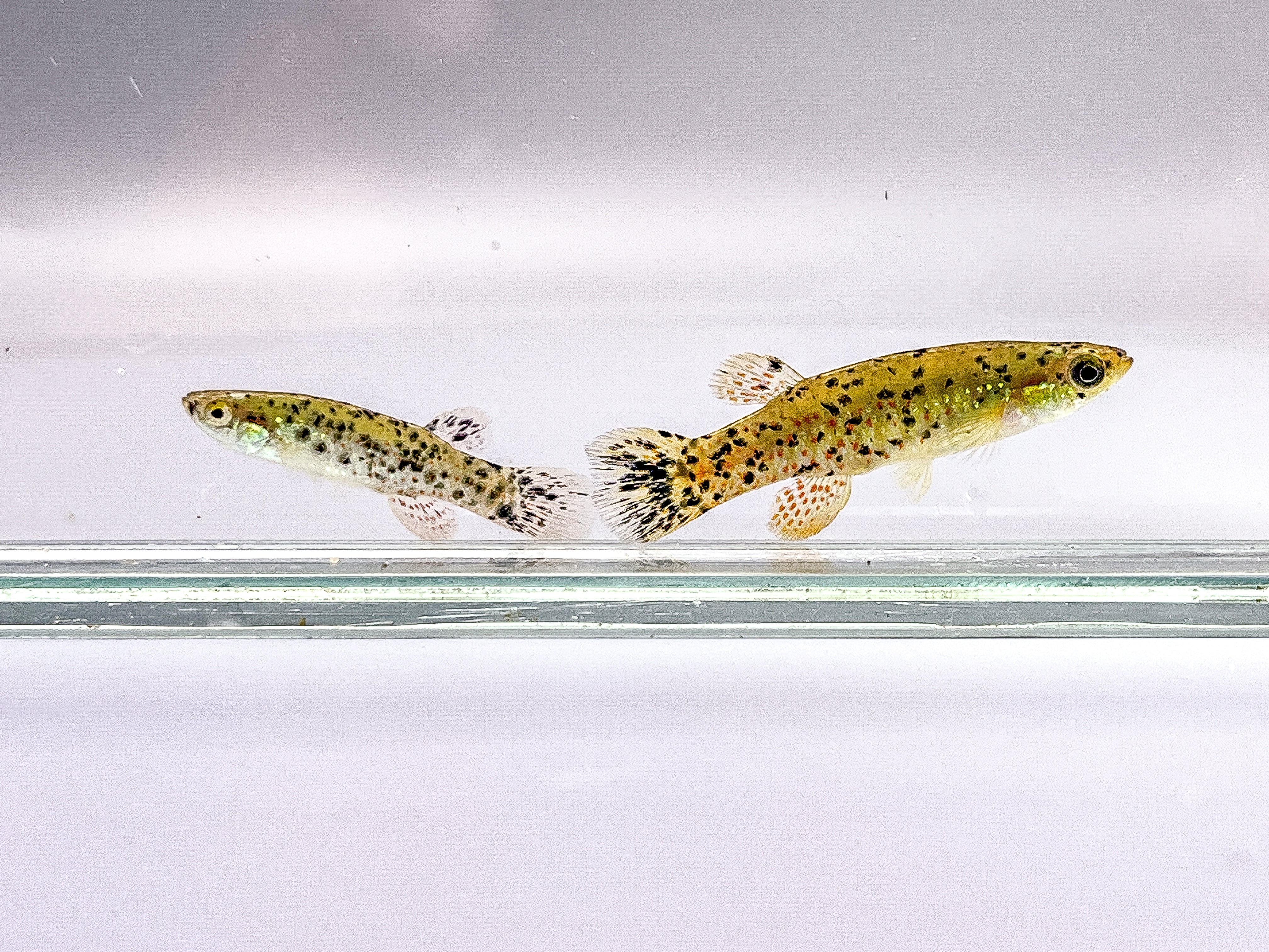 2 Melanistic Golden Topminnow – Native Aquariums