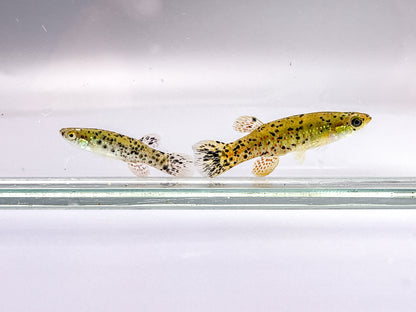 Melanistic Golden Topminnow