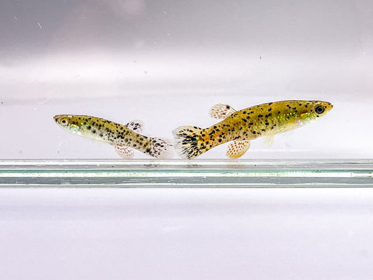Melanistic Golden Topminnow