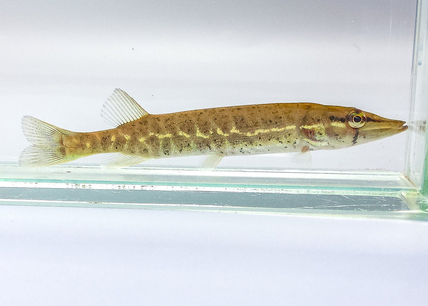 Redfin Pickeral