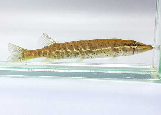 Redfin Pickeral