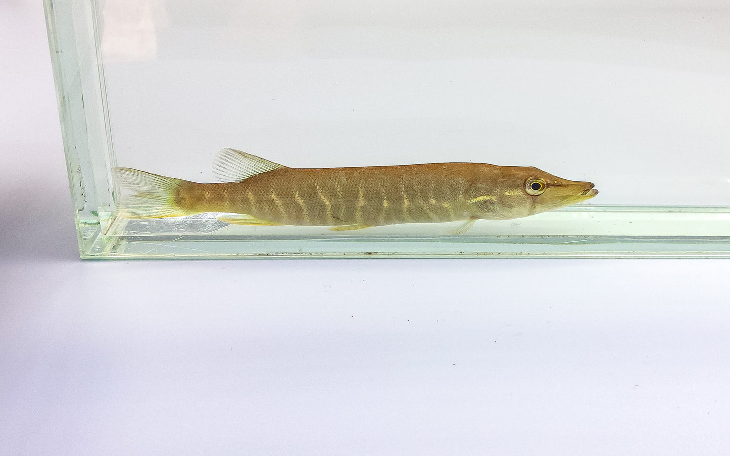 Redfin Pickeral