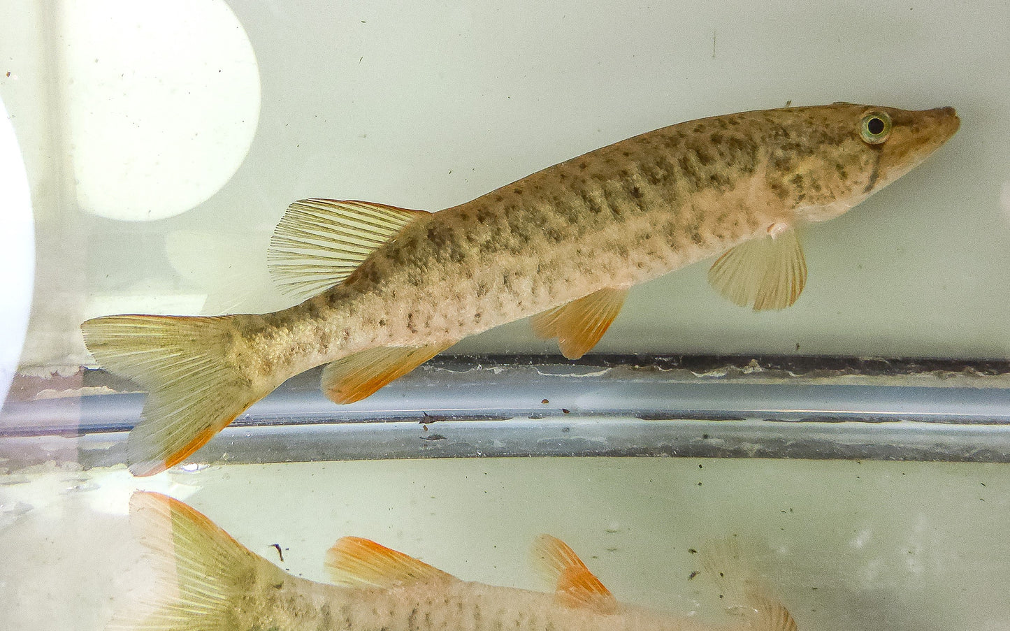 Redfin Pickeral