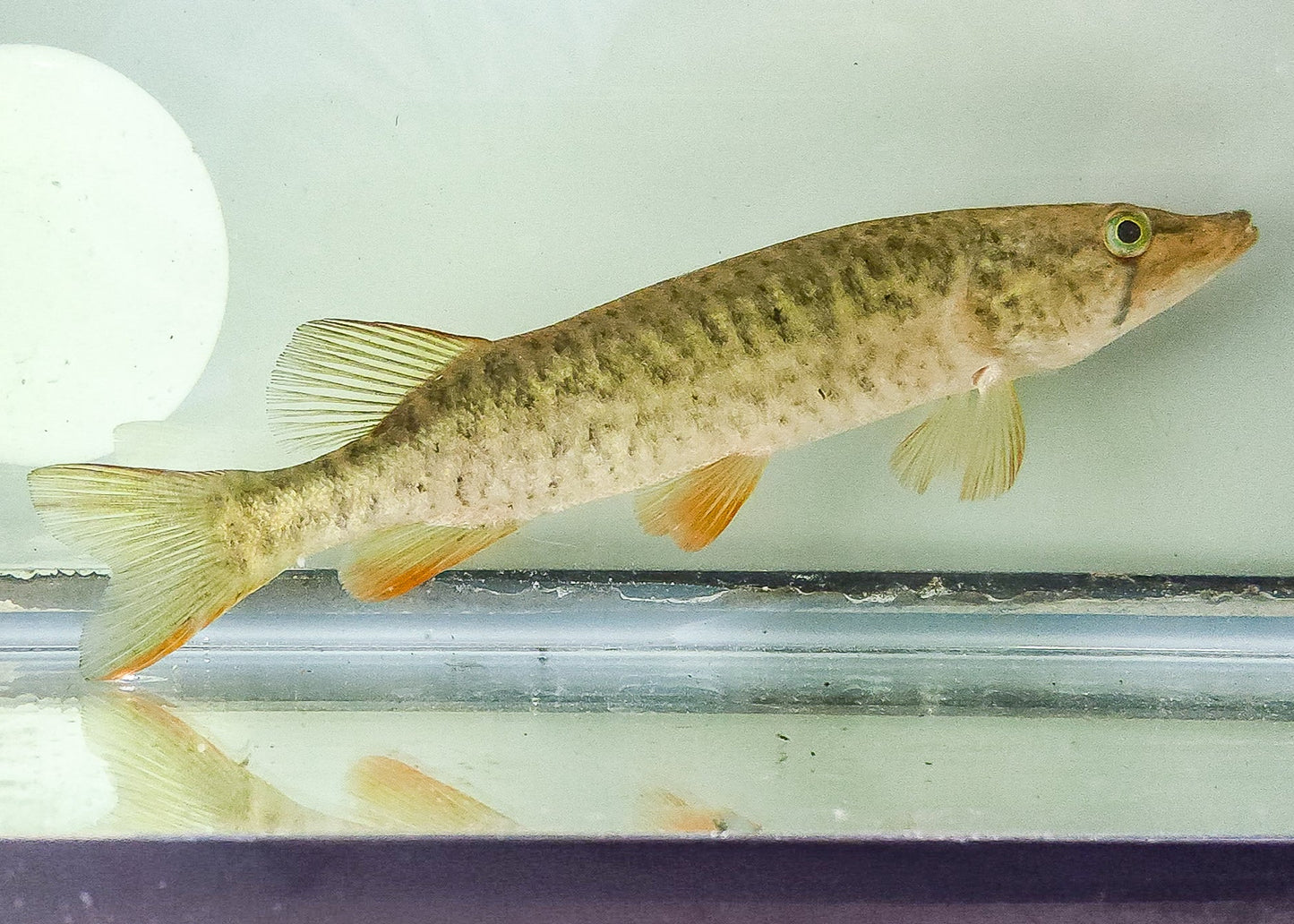 Redfin Pickeral