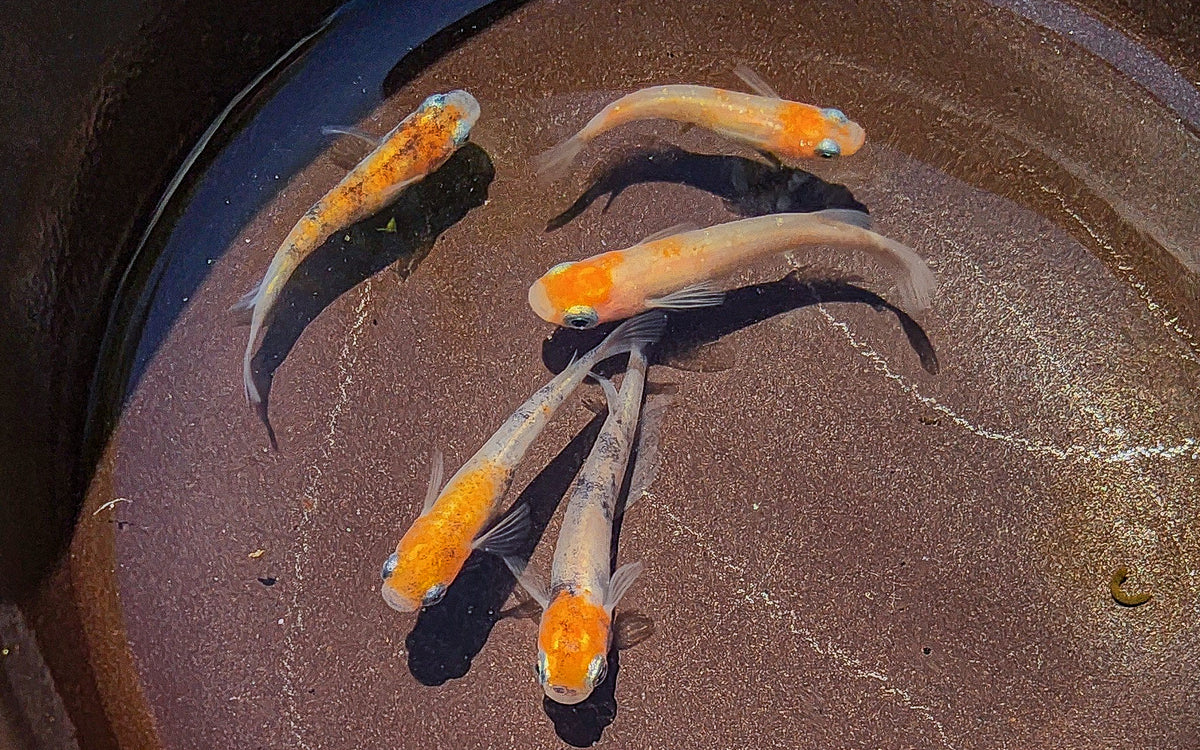 Tri-Color Lame - Japanese Medaka – Native Aquariums