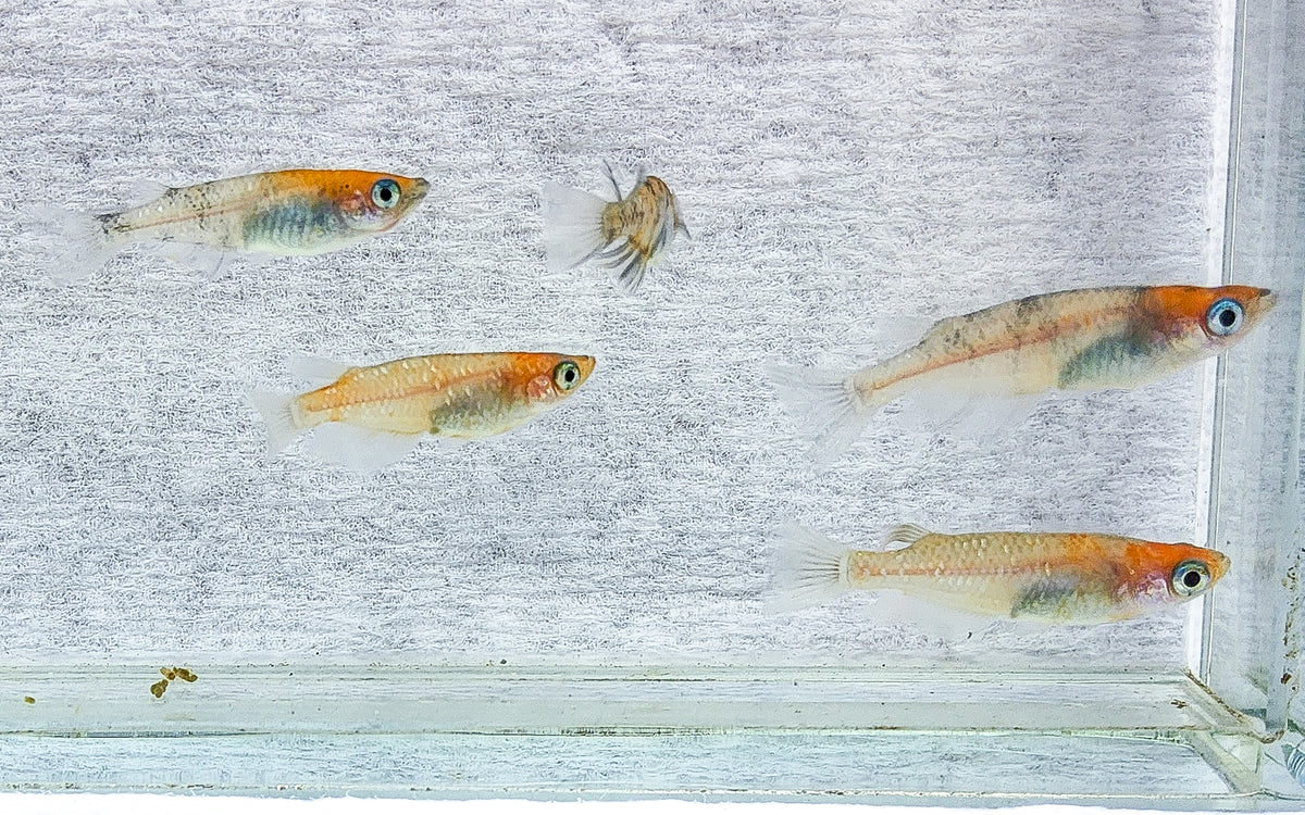 Tri-Color Lame - Japanese Medaka – Native Aquariums