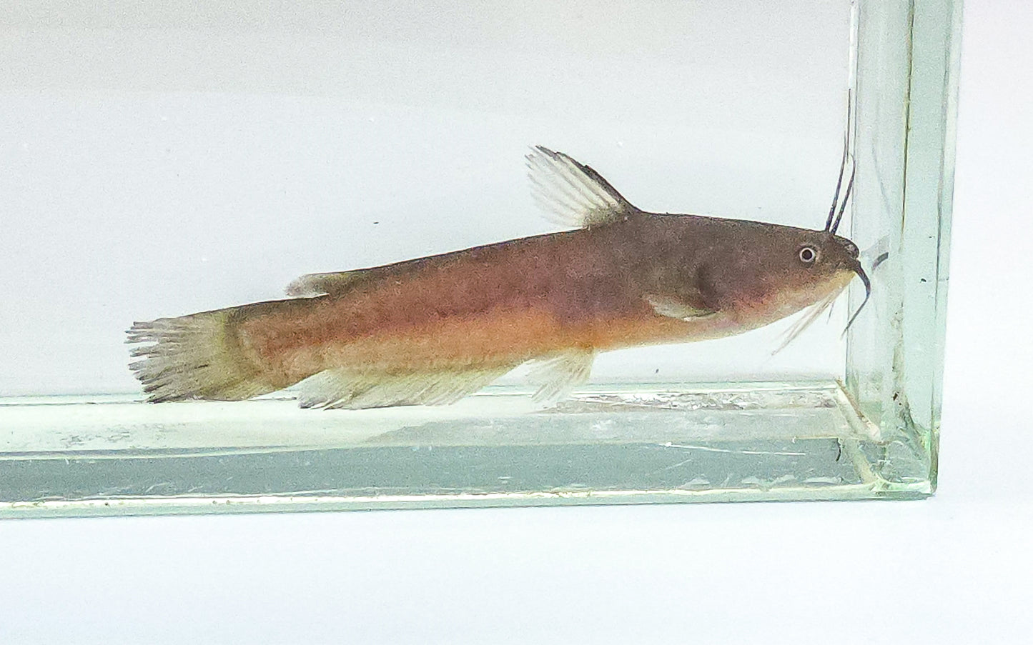 Yellow bullhead catfish