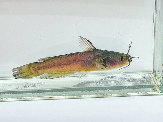 Yellow bullhead catfish